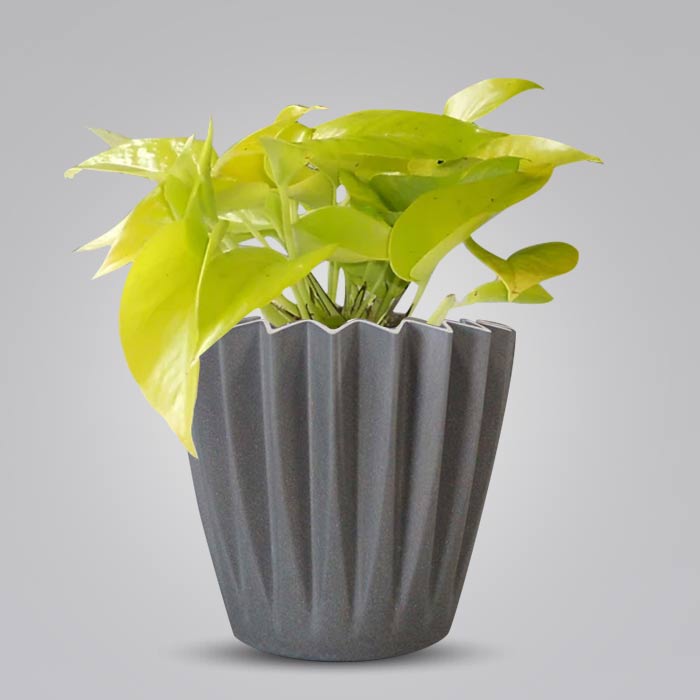 Scindapsus Golden Queen Indoor Houseplant in a 13cm Nursery Pot with Grey Pot