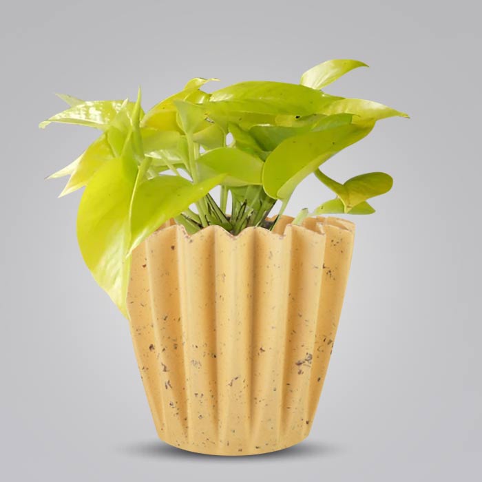 Scindapsus Golden Queen Indoor House Plant in a 13cm Nursery Pot with Yellow Plant Pot