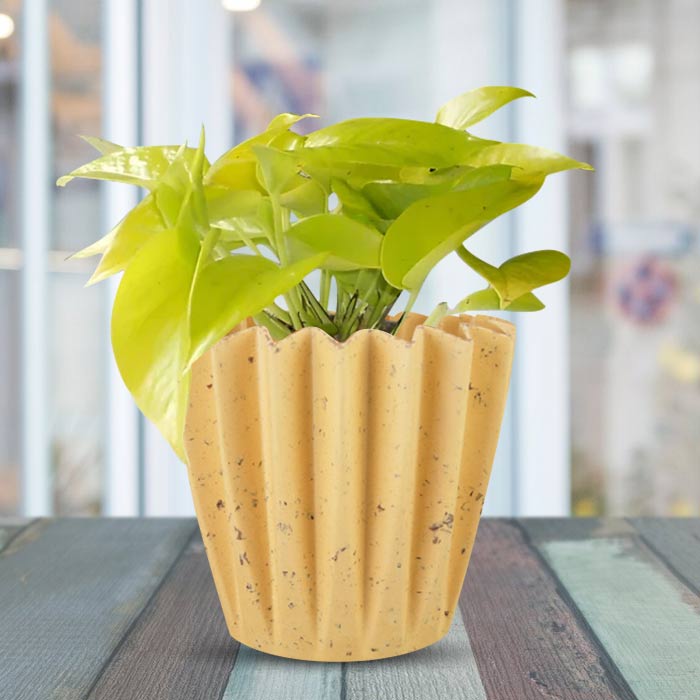 Scindapsus Golden Queen Indoor House Plant in a 13cm Nursery Pot with Yellow Plant Pot