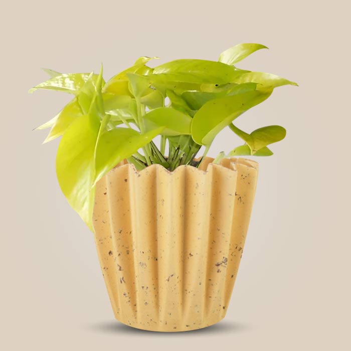 Scindapsus Golden Queen Indoor House Plant in a 13cm Nursery Pot with Yellow Plant Pot