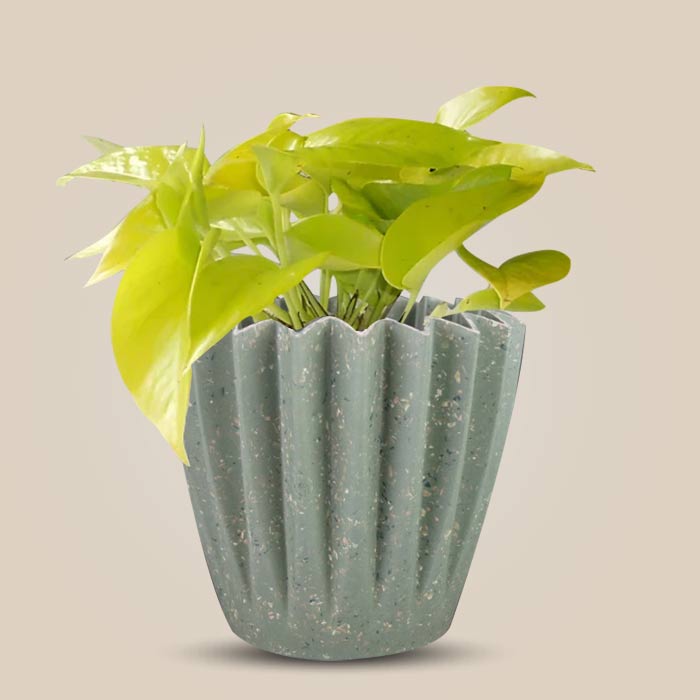 Scindapsus Golden Queen Houseplant in a 13cm Nursery Pot with Sage Green Pot