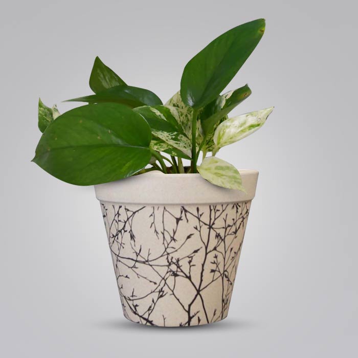 Scindapsus Marble Queen Houseplant in a 13cm Nursery Pot with Bamboo Plant Pot