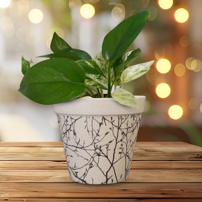 Scindapsus Marble Queen Houseplant in a 13cm Nursery Pot with Bamboo Plant Pot