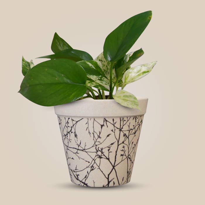 Scindapsus Marble Queen Houseplant in a 13cm Nursery Pot with Bamboo Plant Pot