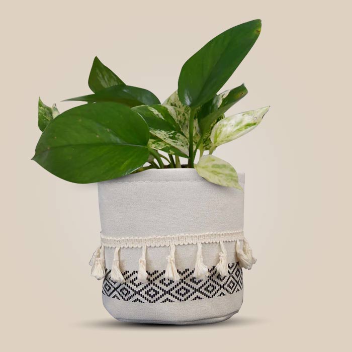 Scindapsus Marble Queen House Plant in a 13cm Nursery Pot with Cotton Pot