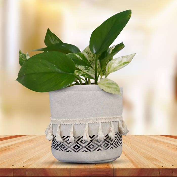 Scindapsus Marble Queen House Plant in a 13cm Nursery Pot with Cotton Pot