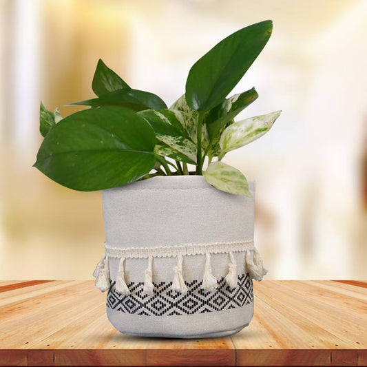 Scindapsus Marble Queen House Plant in a 13cm Nursery Pot with Cotton Pot