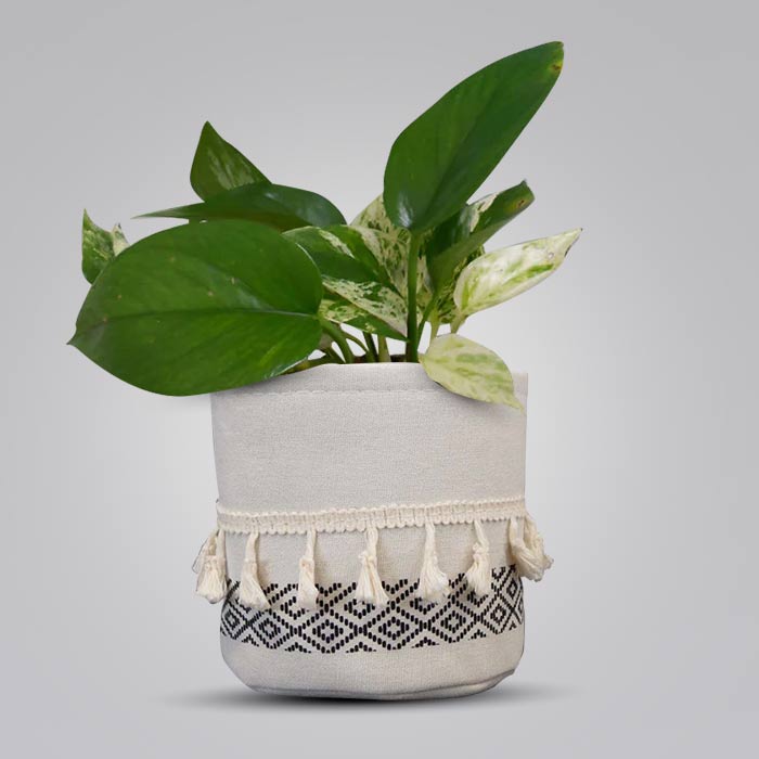 Scindapsus Marble Queen House Plant in a 13cm Nursery Pot with Cotton Pot