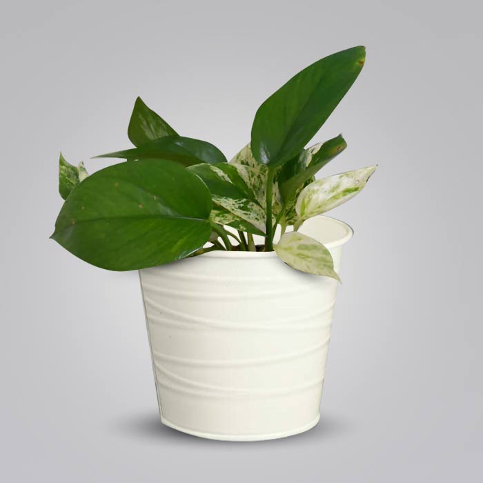 Scindapsus Marble Queen Indoor Plant in a 13cm Nursery Pot with White Metal Pot