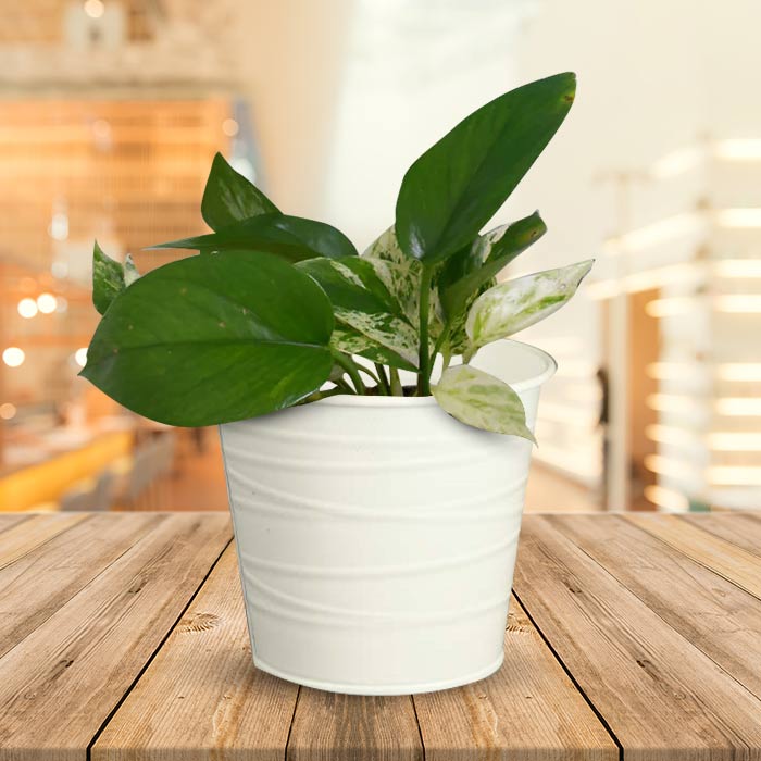 Scindapsus Marble Queen Indoor Plant in a 13cm Nursery Pot with White Metal Pot