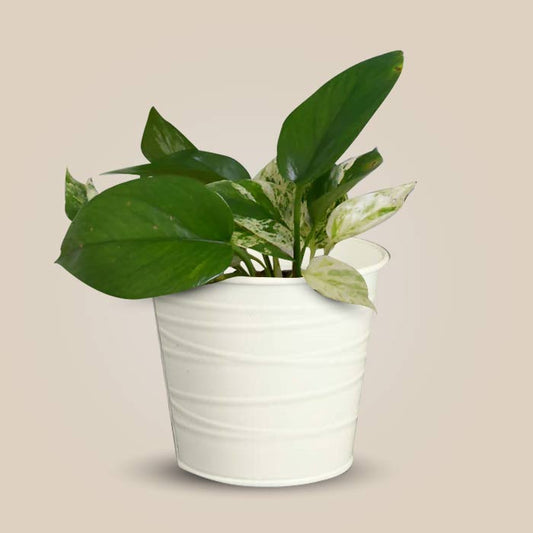 Scindapsus Marble Queen Indoor Plant in a 13cm Nursery Pot with White Metal Pot