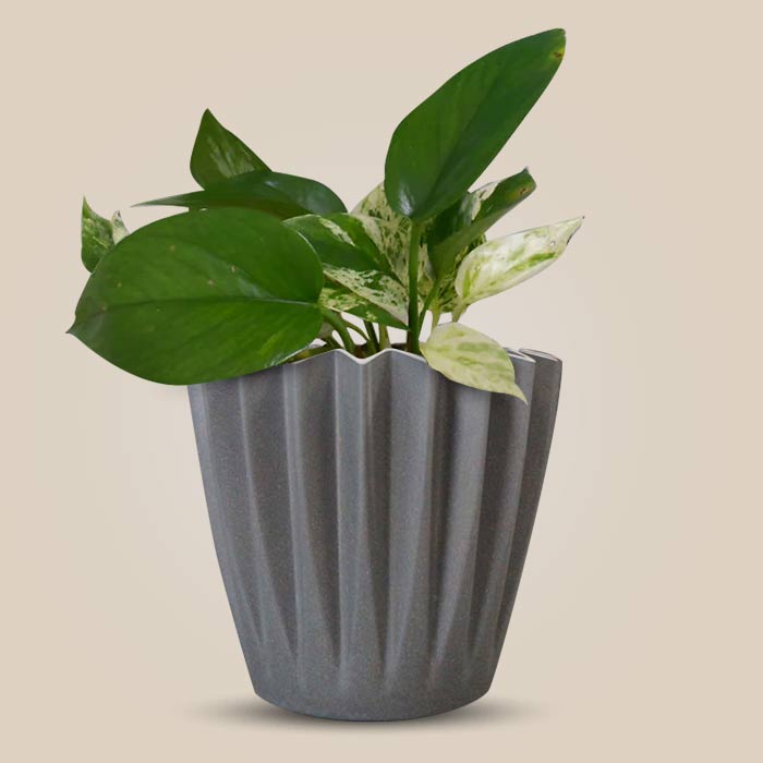 Scindapsus Marble Queen Indoor Houseplant in a 13cm Nursery Pot with Grey Pot