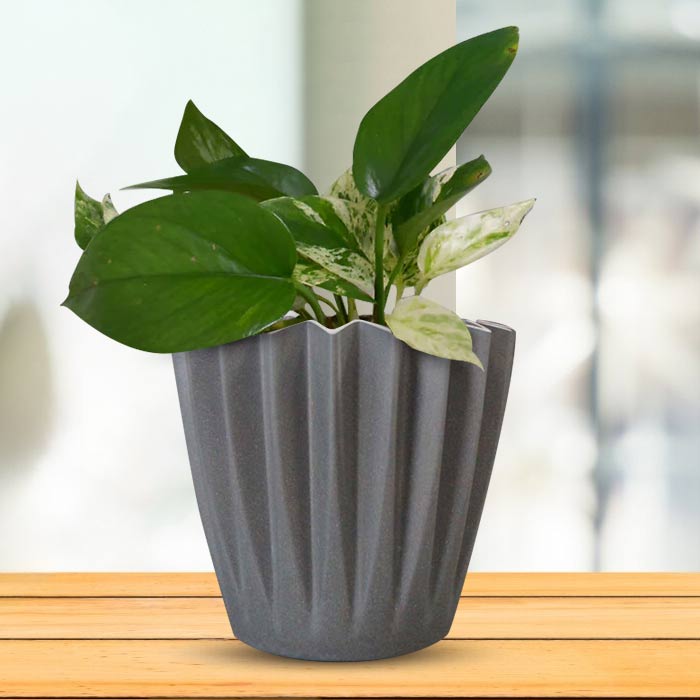 Scindapsus Marble Queen Indoor Houseplant in a 13cm Nursery Pot with Grey Pot