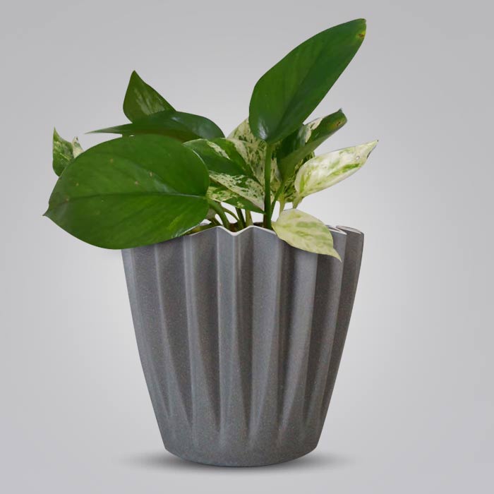 Scindapsus Marble Queen Indoor Houseplant in a 13cm Nursery Pot with Grey Pot