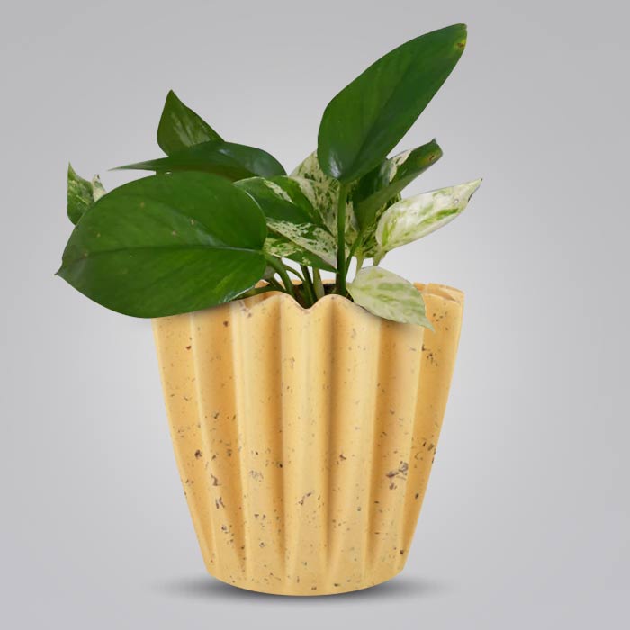 Scindapsus Marble Queen Indoor House Plant in a 13cm Nursery Pot with Yellow Plant Pot