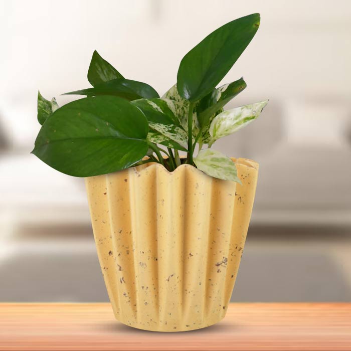 Scindapsus Marble Queen Indoor House Plant in a 13cm Nursery Pot with Yellow Plant Pot