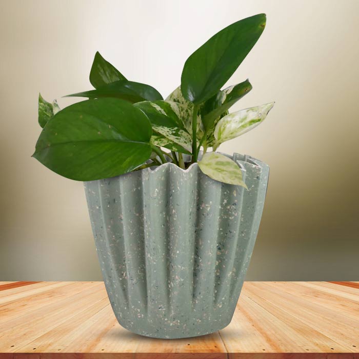 Scindapsus Marble Queen Houseplant in a 13cm Nursery Pot with Sage Green Pot