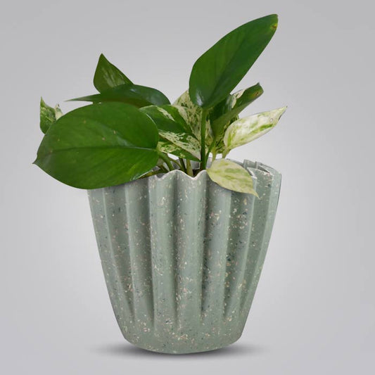 Scindapsus Marble Queen Houseplant in a 13cm Nursery Pot with Sage Green Pot