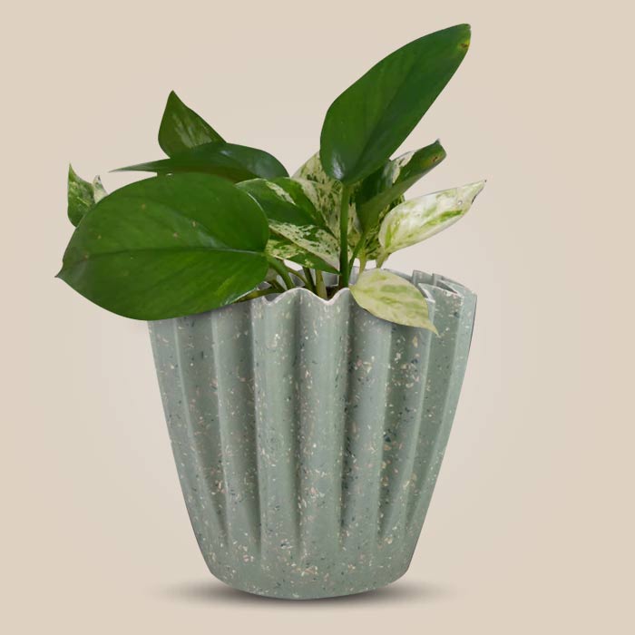 Scindapsus Marble Queen Houseplant in a 13cm Nursery Pot with Sage Green Pot