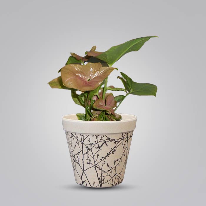 Syngonium Infra Red Houseplant in a 9cm Nursery Pot with Bamboo Plant Pot