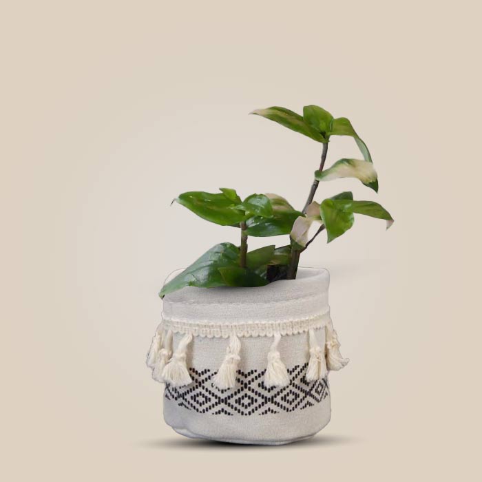 Tradescantia Maidens Blush House Plant in a 9cm Nursery Pot with Cotton Pot