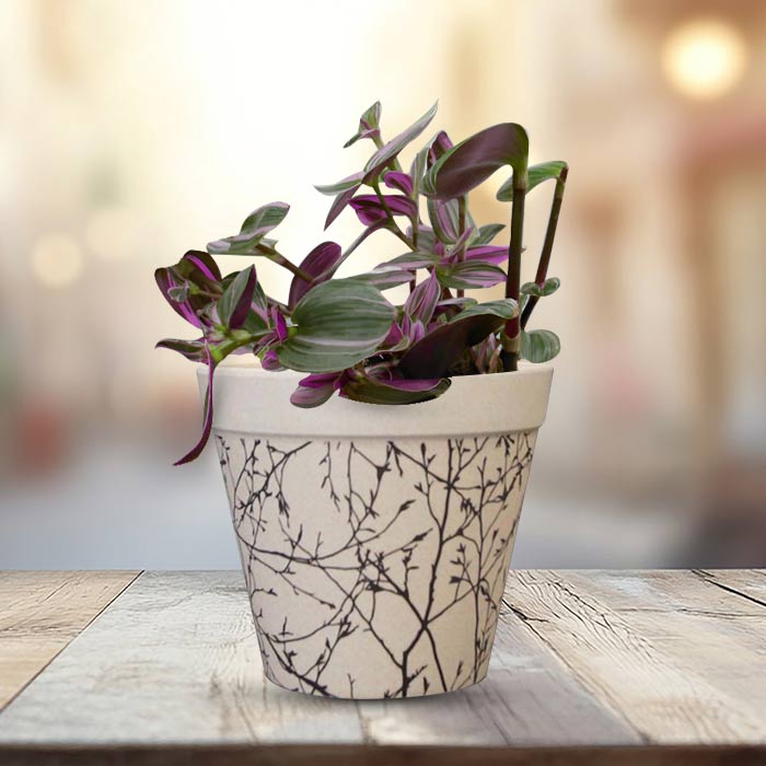 Tradescantia Nanouk Houseplant in a 13cm Nursery Pot with Bamboo Plant Pot