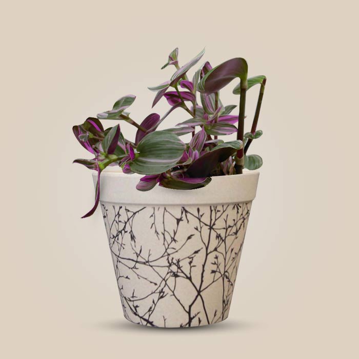 Tradescantia Nanouk Houseplant in a 13cm Nursery Pot with Bamboo Plant Pot