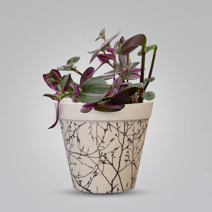 Tradescantia Nanouk Houseplant in a 13cm Nursery Pot with Bamboo Plant Pot