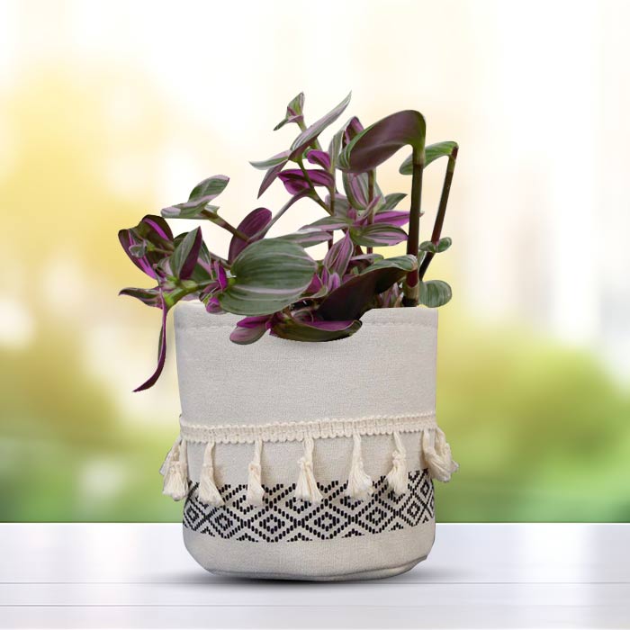 Tradescantia Nanouk House Plant in a 13cm Nursery Pot with Cotton Pot