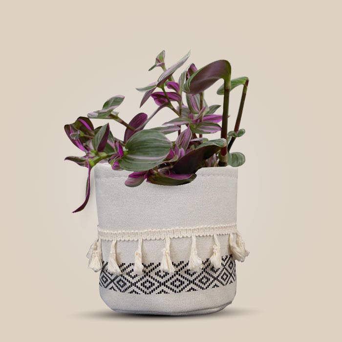 Tradescantia Nanouk House Plant in a 13cm Nursery Pot with Cotton Pot