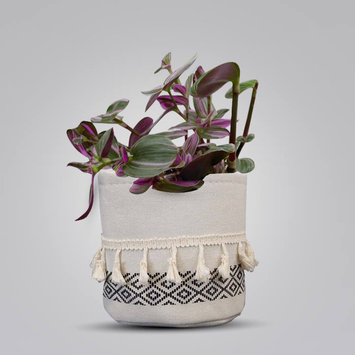 Tradescantia Nanouk House Plant in a 13cm Nursery Pot with Cotton Pot