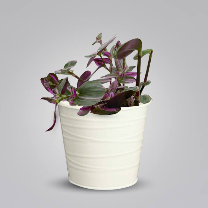 Tradescantia Nanouk Indoor Plant in a 13cm Nursery Pot with White Metal Pot