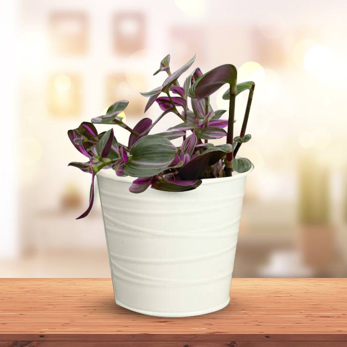 Tradescantia Nanouk Indoor Plant in a 13cm Nursery Pot with White Metal Pot