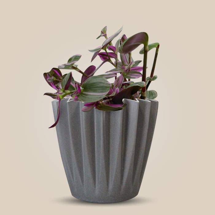 Tradescantia Nanouk Indoor Houseplant in a 13cm Nursery Pot with Grey Pot