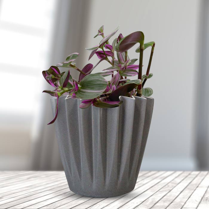 Tradescantia Nanouk Indoor Houseplant in a 13cm Nursery Pot with Grey Pot