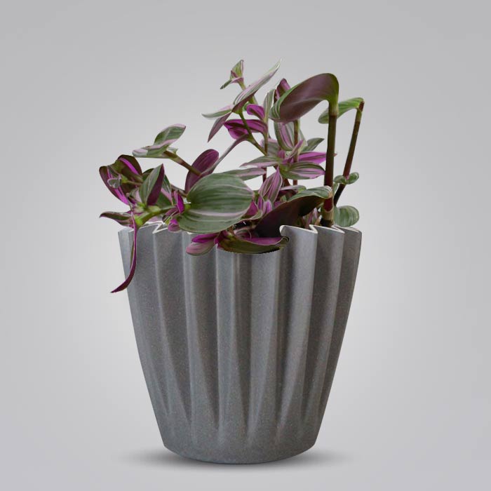 Tradescantia Nanouk Indoor Houseplant in a 13cm Nursery Pot with Grey Pot