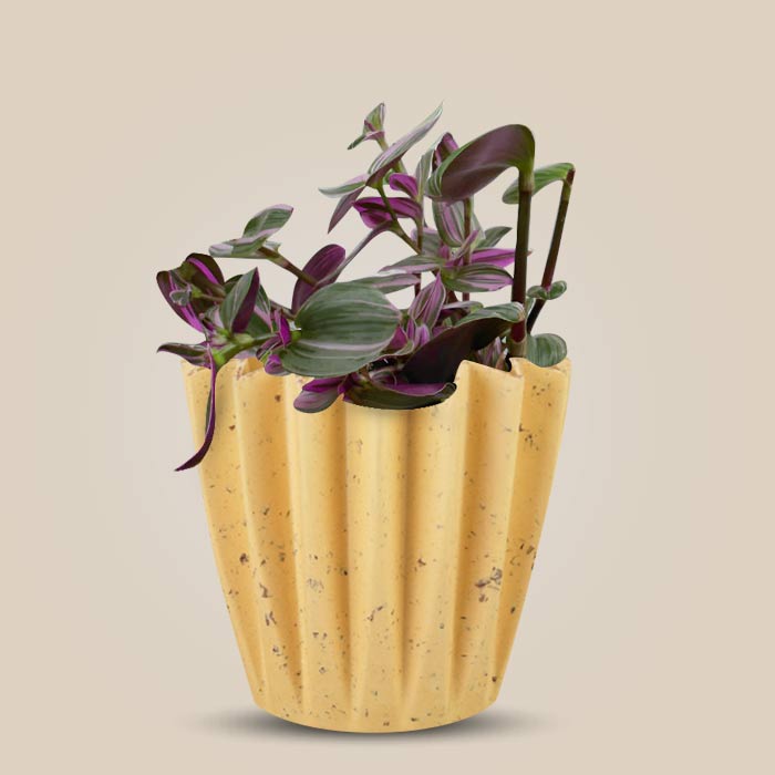 Tradescantia Nanouk Indoor House Plant in a 13cm Nursery Pot with Yellow Plant Pot