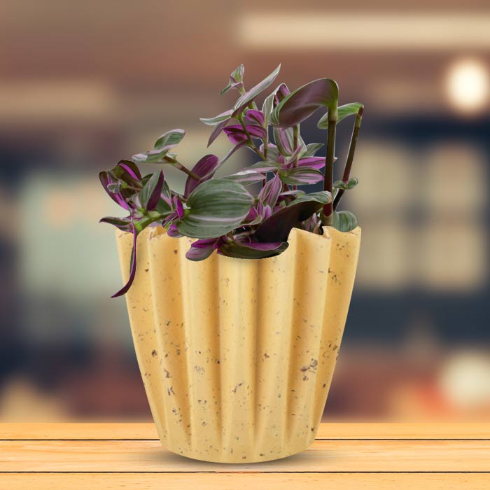 Tradescantia Nanouk Indoor House Plant in a 13cm Nursery Pot with Yellow Plant Pot