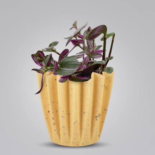 Tradescantia Nanouk Indoor House Plant in a 13cm Nursery Pot with Yellow Plant Pot