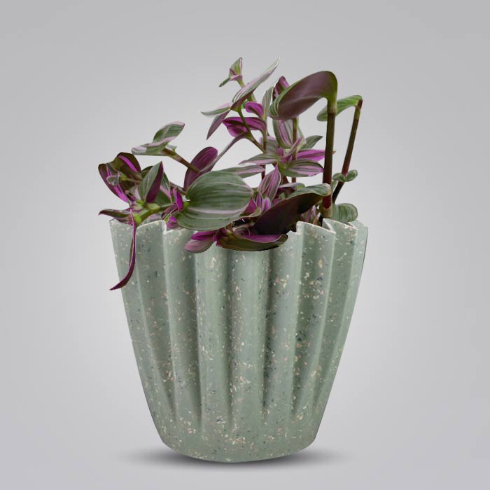 Tradescantia Nanouk Houseplant in a 13cm Nursery Pot with Sage Green Pot