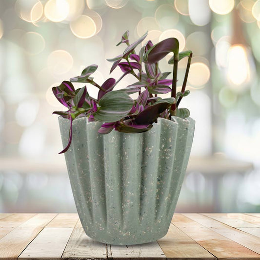 Tradescantia Nanouk Houseplant in a 13cm Nursery Pot with Sage Green Pot