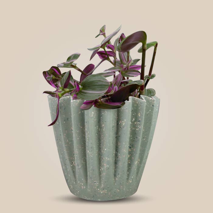 Tradescantia Nanouk Houseplant in a 13cm Nursery Pot with Sage Green Pot