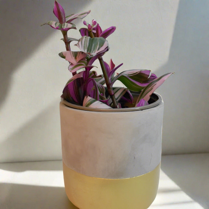 Small Tradescantia nanouk houseplant