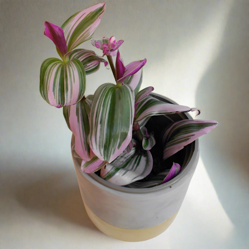 Small tradescantia nanounk houseplant leaves