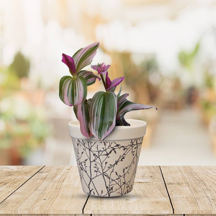 Tradescantia Nanouk Houseplant in a 9cm Nursery Pot with Bamboo Plant Pot