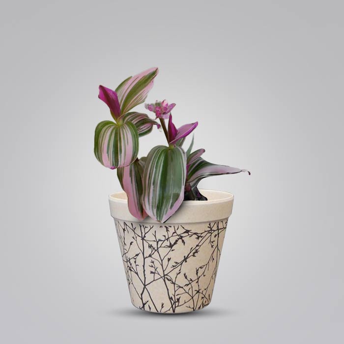 Tradescantia Nanouk Houseplant in a 9cm Nursery Pot with Bamboo Plant Pot