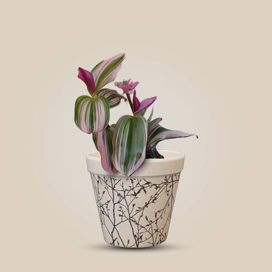 Tradescantia Nanouk Houseplant in a 9cm Nursery Pot with Bamboo Plant Pot