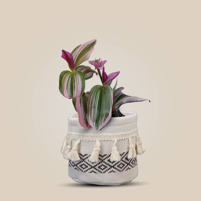 Tradescantia Nanouk House Plant in a 9cm Nursery Pot with Cotton Pot