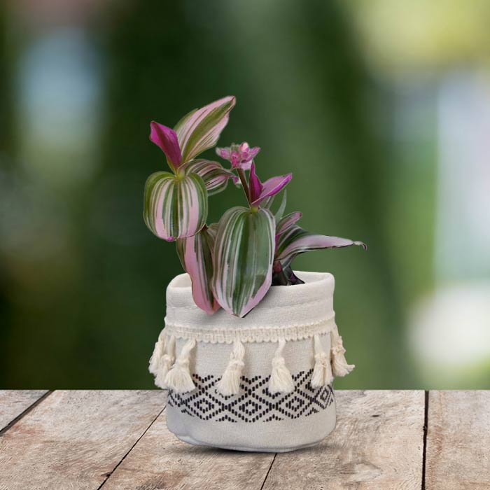 Tradescantia Nanouk House Plant in a 9cm Nursery Pot with Cotton Pot