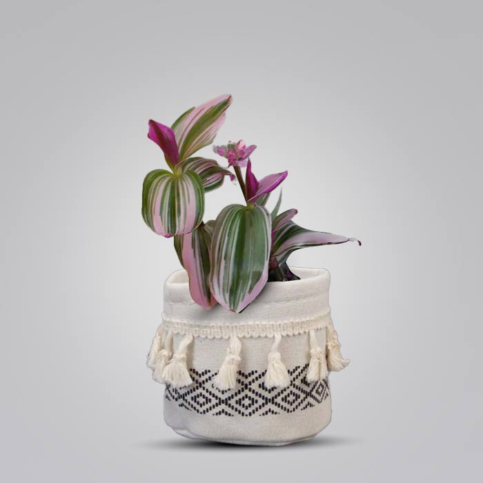 Tradescantia Nanouk House Plant in a 9cm Nursery Pot with Cotton Pot